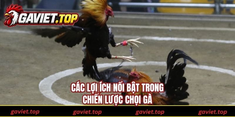 Các lợi ích nổi bật trong chiến lược chọi gà 